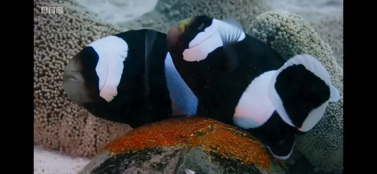 Saddleback Clownfish (Amphiprion polymnus) as shown in Blue Planet II - Coral Reefs